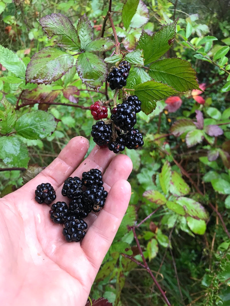 Blackberry Fruit Seeds for Planting – Heirloom Non-GMO Garden Seeds