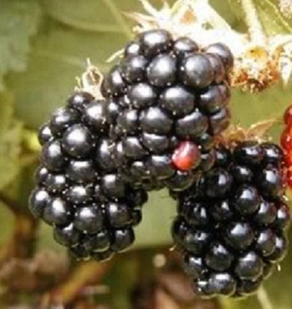 Blackberry Fruit Seeds for Planting – Heirloom Non-GMO Garden Seeds