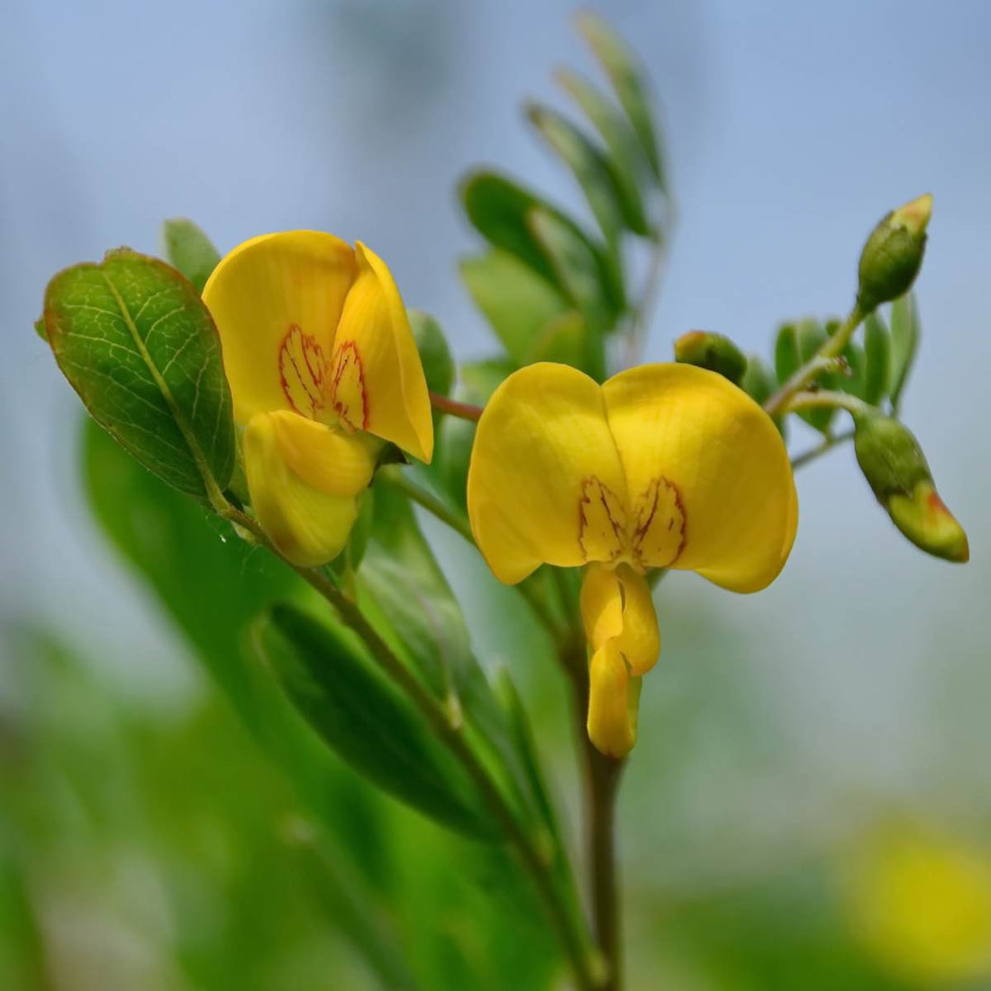 Bladder Senna flower seeds