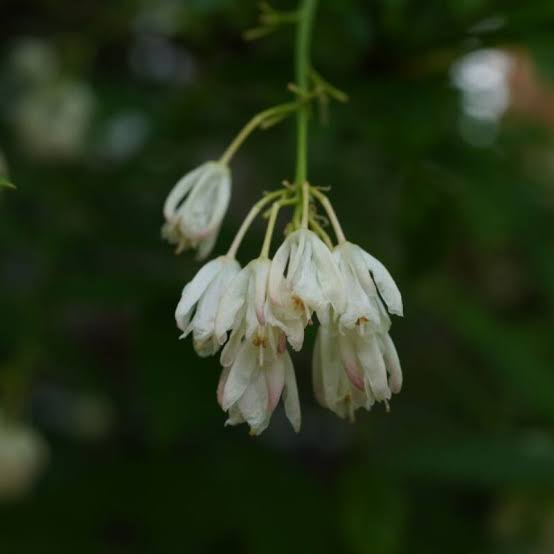 Bladdernut Flower Seeds for Planting featuring Diospyros whyteana evergreen shrub with glossy dark green leaves, pale flowers, and decorative lantern-like fruits
