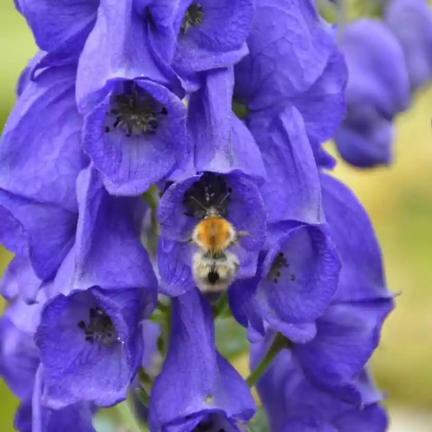 Blue Aconitum flower seeds