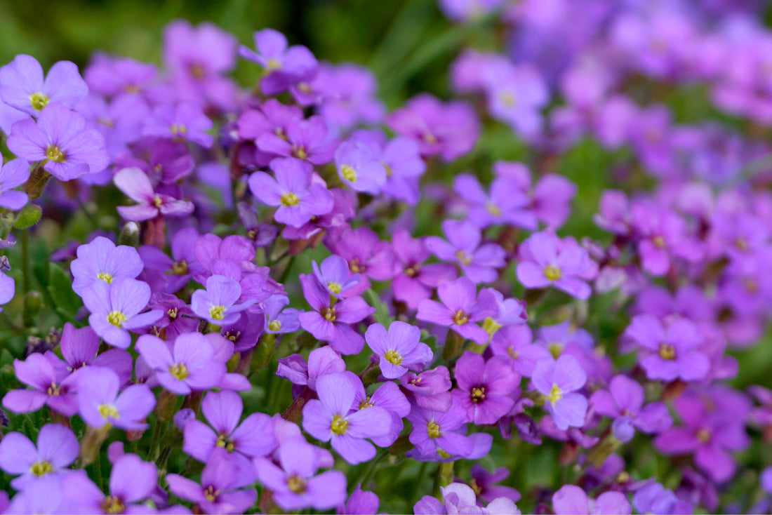 Blaukissen Aubrieta flower seeds