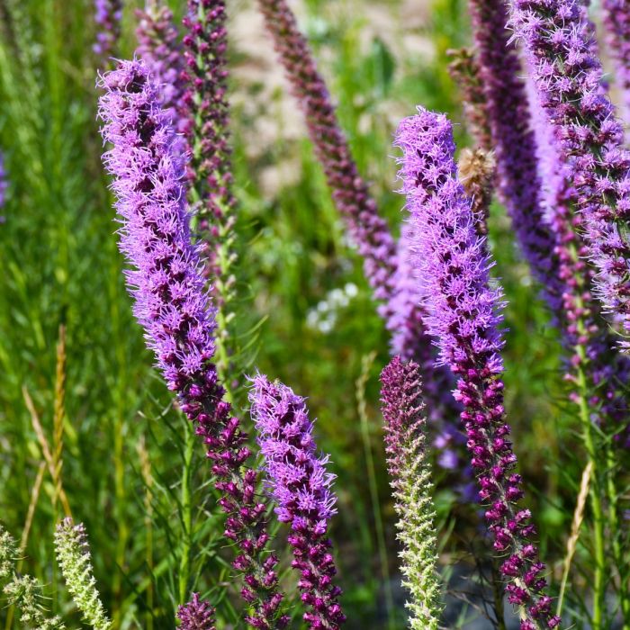 Lavender Liatris flower seeds