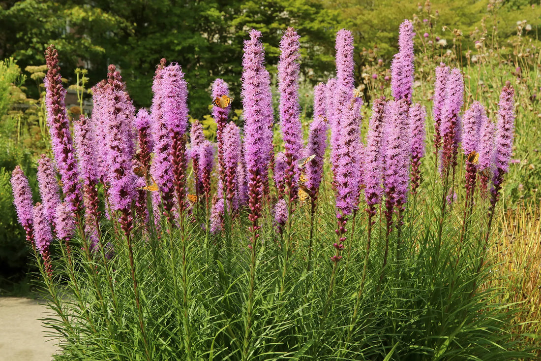 Prairie Blazing flower seeds