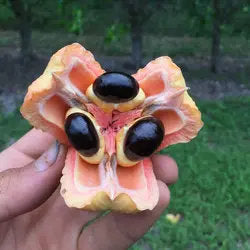 Cheese Ackee fruit tree with glossy green leaves and mature red fruit pods naturally opening to reveal cream-colored arils and shiny black seeds.