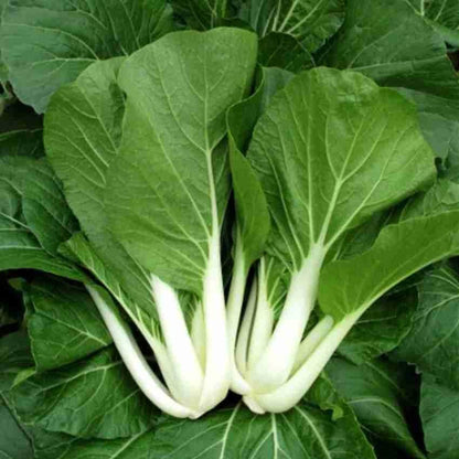 Green Bok Choy Leaves with Crisp White Stems