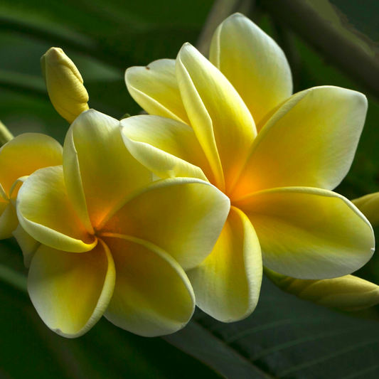 Yellow Fragrant flower seeds