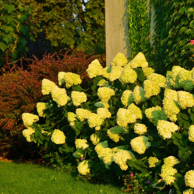 Yellow Hydrangea flower seeds