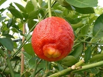 Blood Orange Fruit Seeds for Planting – Heirloom Non-GMO Garden Seeds