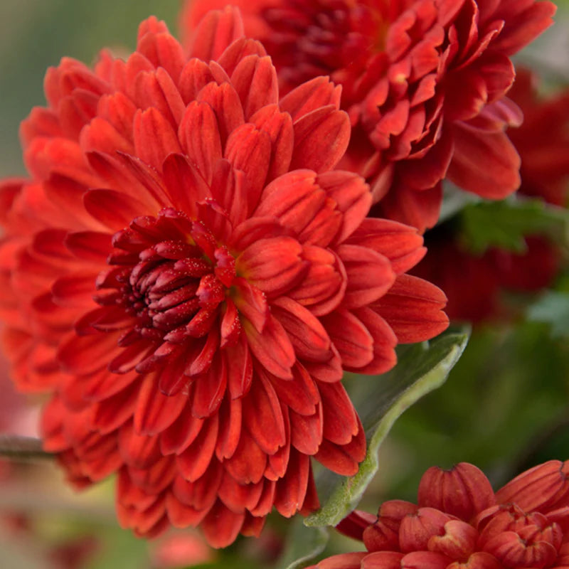 Chrysanthemum Deep flower seeds