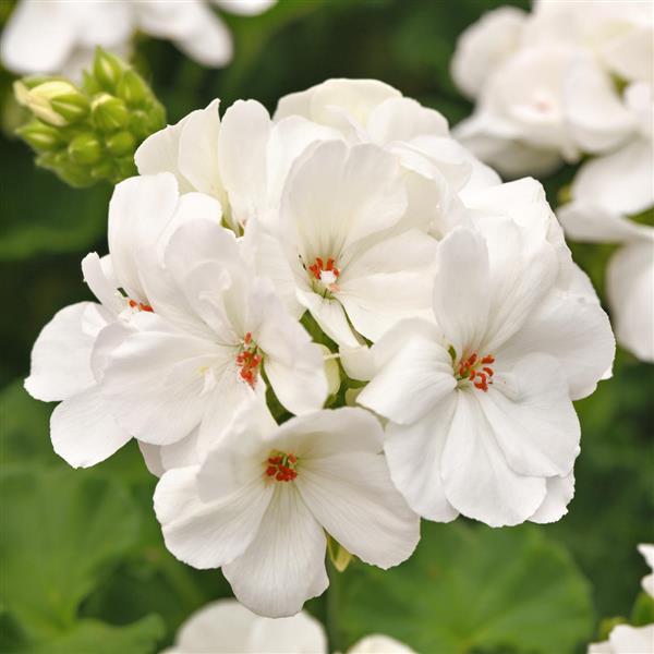 White Geranium flower seeds