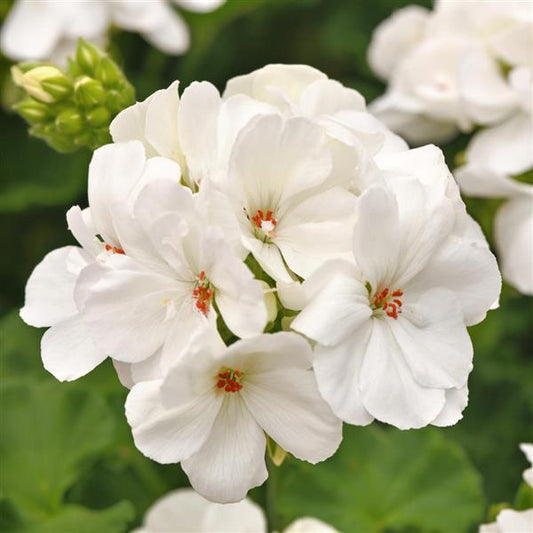 White Geranium flower seeds