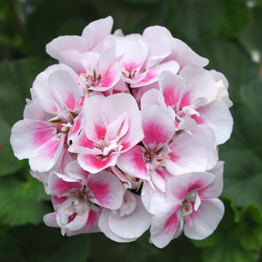 White Light flower seeds
