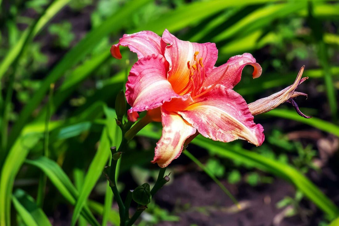 Daylily Hemerocallis flower seeds