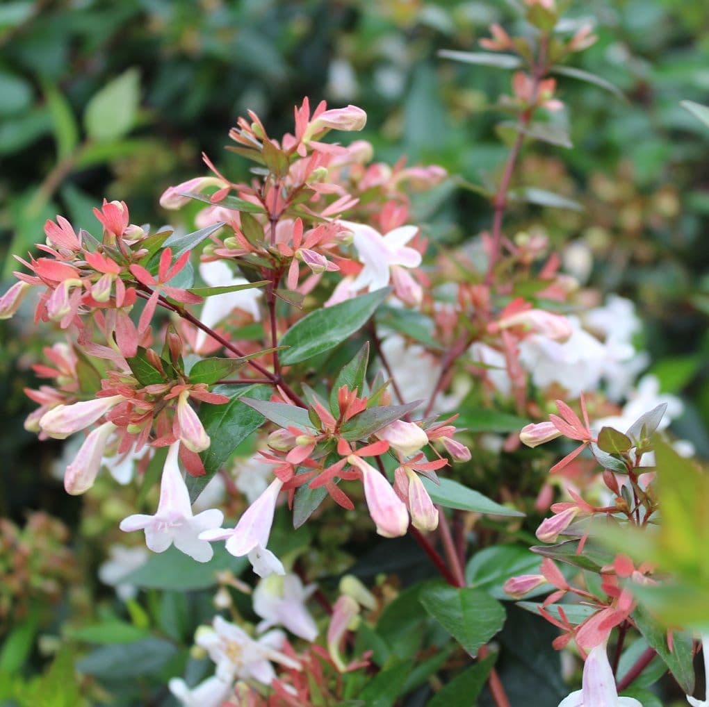 Lavender Abelia flower seeds