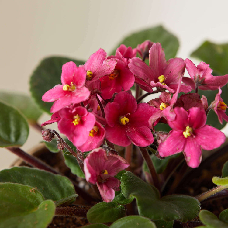 Pink African Violet plant