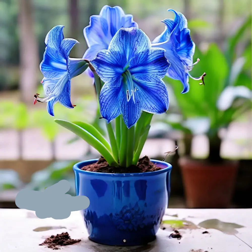 Blue Amaryllis flower seeds
