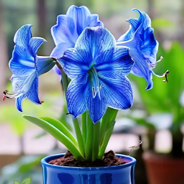 Blue Amaryllis flower seeds