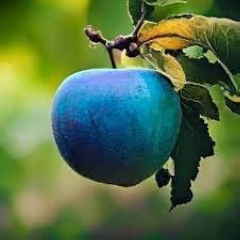 blue apple seeds
