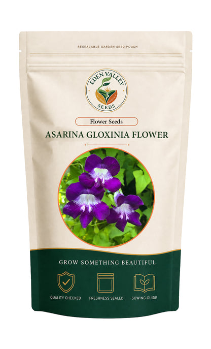 Blue Asarina Gloxina Flower Seeds for home gardens