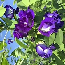 Asarina Climbing Snapdragon Growing in Cottage Garden