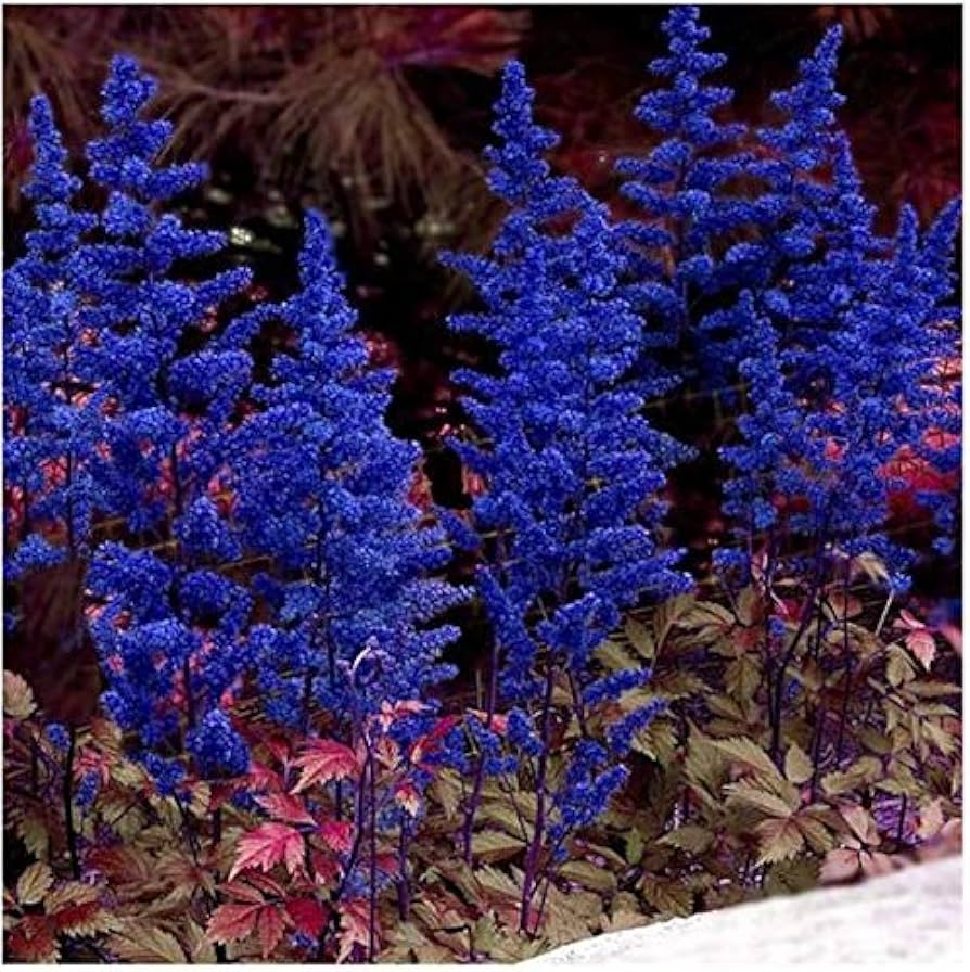 Blue Astilbe flower seeds