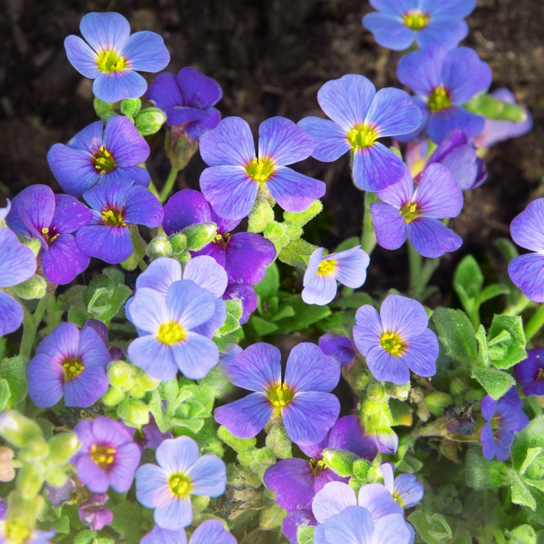 Blue Aubrieta flower seeds