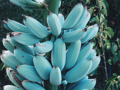 blue banana fruit seeds