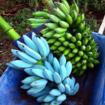 Blue Banana Fruit Seeds – Rare Tropical Garden Seeds