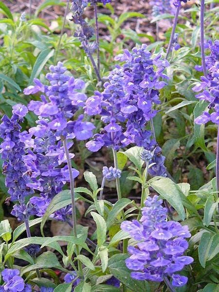 Blue Bedder Sage Flower Seeds for Planting – Heirloom Non-GMO Garden Seeds