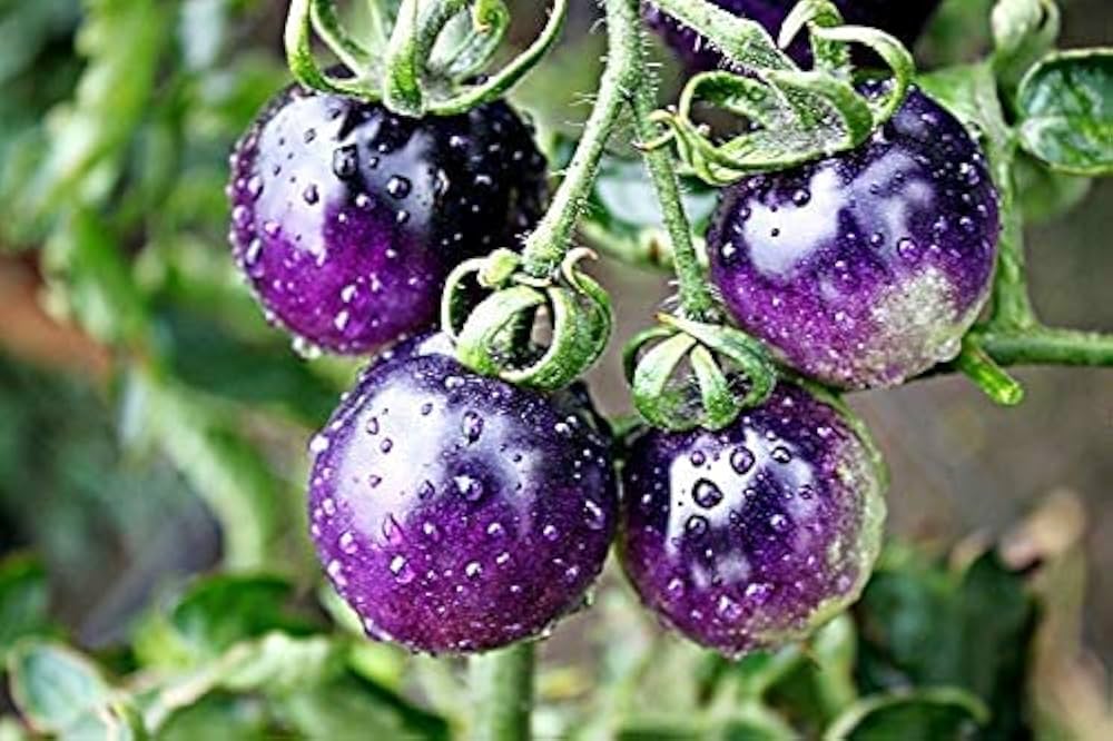 Blue Berries Tomato Seeds