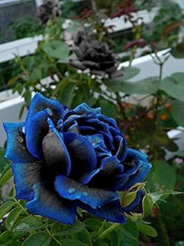 Blue Black flower seeds