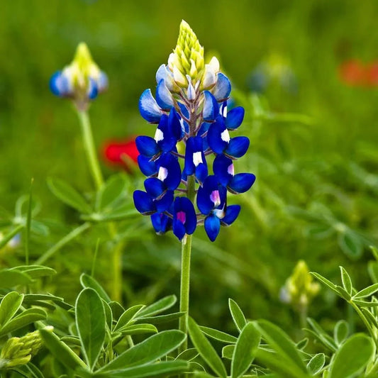 Blue Bonnet flower seeds