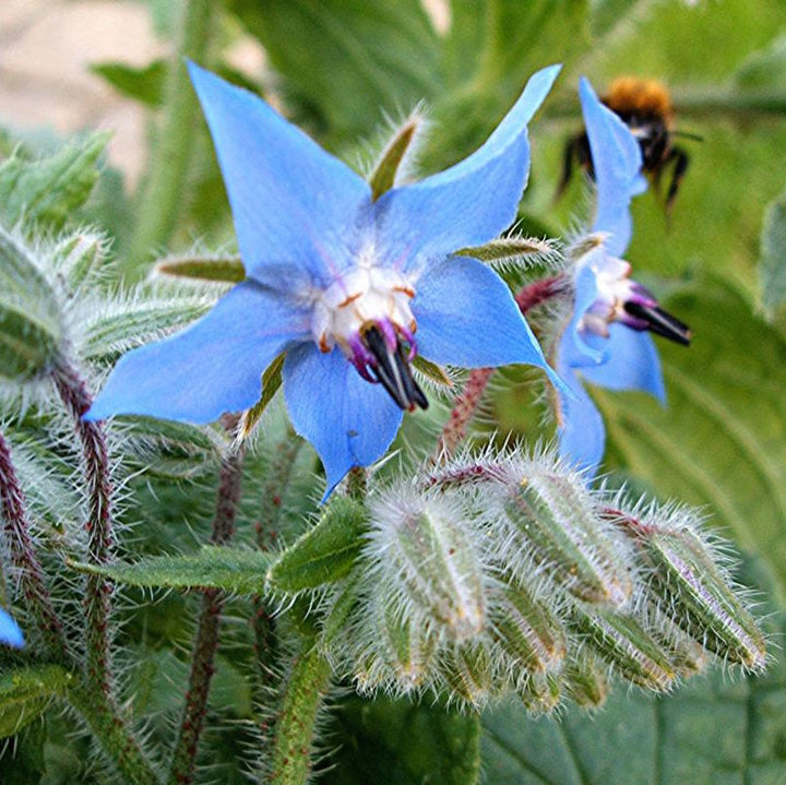 Blue Borage Flower Seeds for Planting