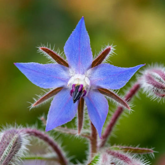 Blue Borage flower seeds