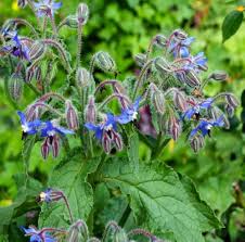 Blue Borage Star Flowers Blooming in Garden