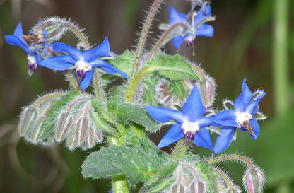 Blue Borage Star-Shaped Flowers Blooming in Garden