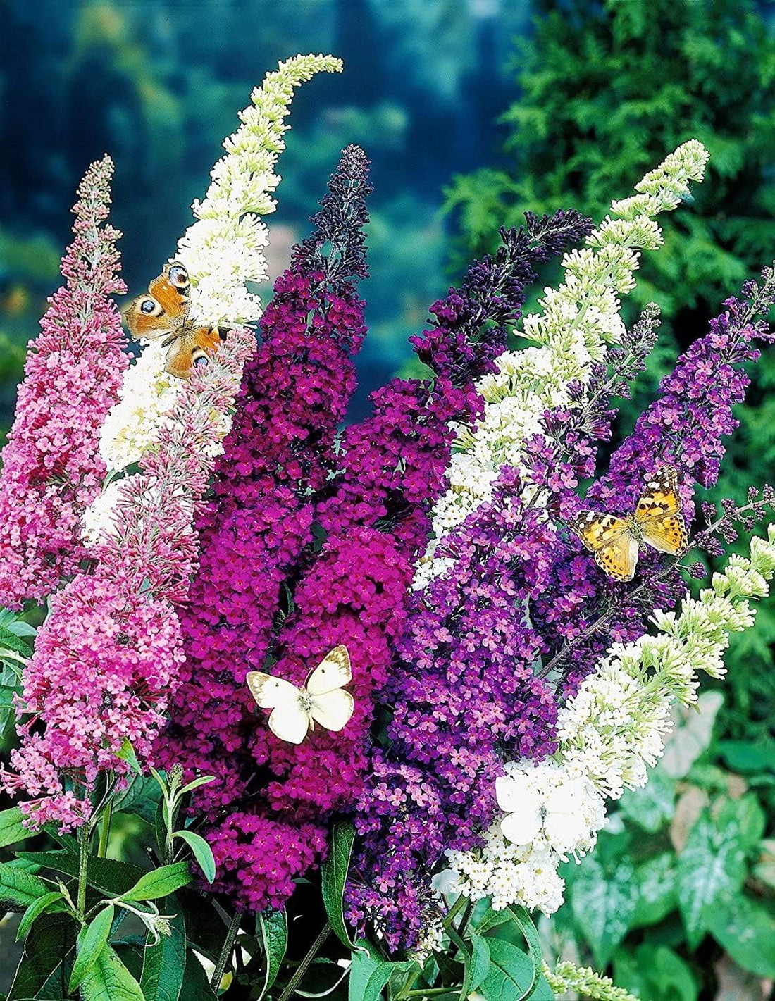 Blue Buddleja flower seeds