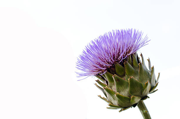 Blue Cardoon Flower Seeds for planting with blue thistle-like blooms and silver-green foliage