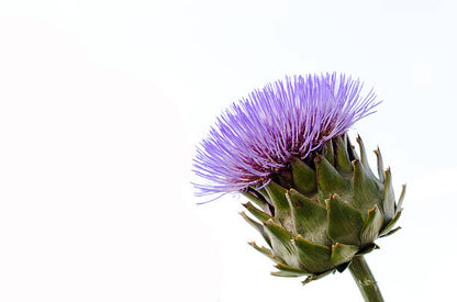 Blue Cardoon Flower Seeds for planting with blue thistle-like blooms and silver-green foliage