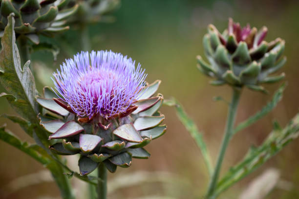 Blue Cardoon Flower Seeds for planting with blue thistle-like blooms and silver-green foliage
