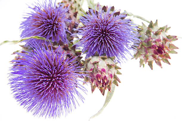Blue Cardoon Flower Seeds for planting with blue thistle-like blooms and silver-green foliage