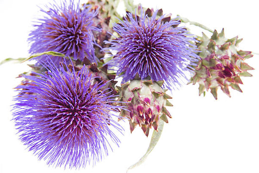Blue Cardoon Flower Seeds for planting with blue thistle-like blooms and silver-green foliage