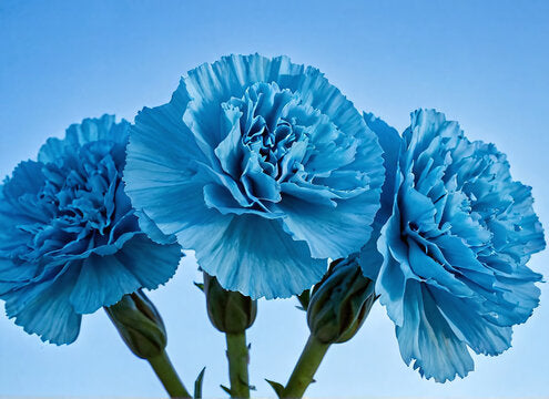 Blue Carnation flower seeds