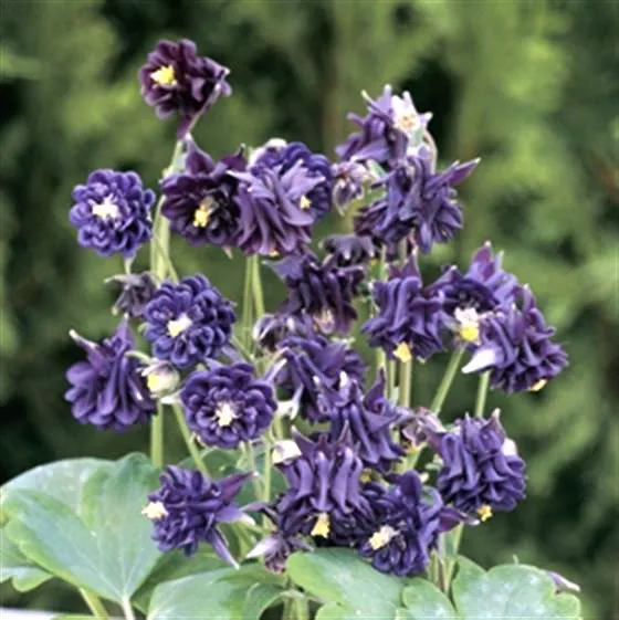 Blue Tower flower seeds