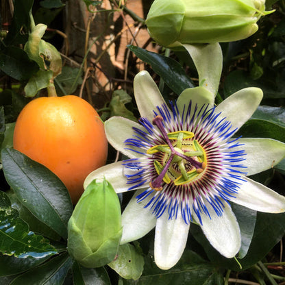 blue crown passion flower seeds