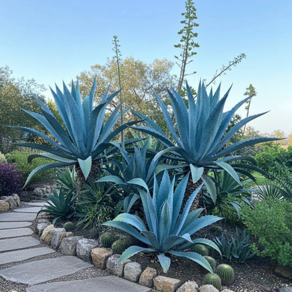 Blue Echeveria Purpusorum succulent plant with compact blue-green rosette foliage