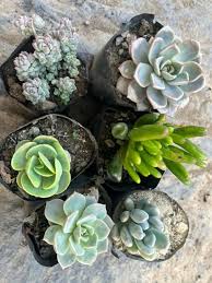 Mature Echeveria Rosette with Powdery Blue Green Foliage