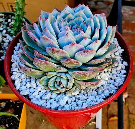 Echeveria Derenbergii Growing in Decorative Container