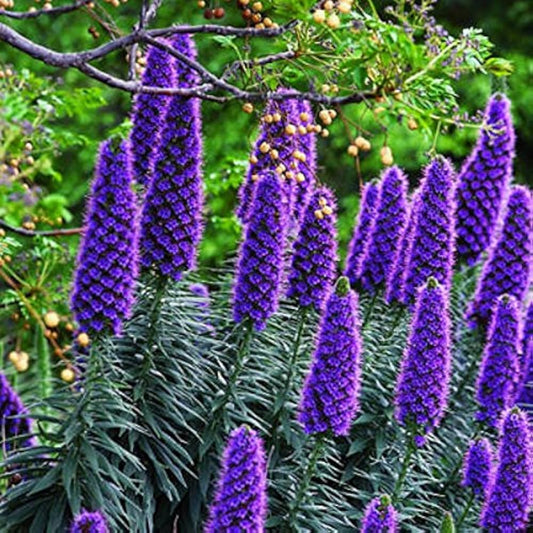 Blue Fastuosum flower seeds